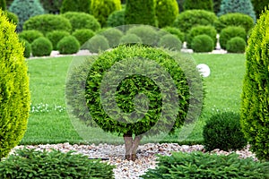 Molded sheared evergreen thuja tree in the backyard.