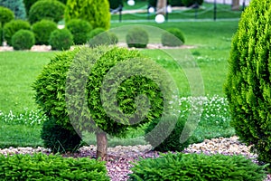 molded sheared evergreen thuja tree in patio garden.