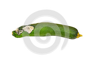 Molded vegetable marrow (zucchini)