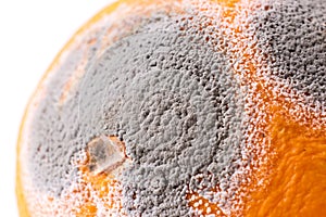 Moldiness, closeup of Orange