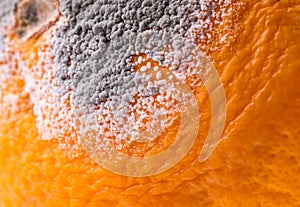 Moldiness, closeup of Orange