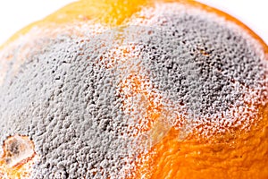 Moldiness, closeup of Orange