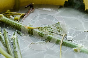 A moldiness in dishes with vegetables