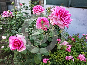 Climbing rose maestro photo