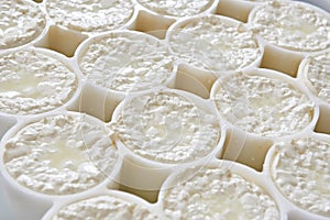Molds with semifinished for production camembert photo