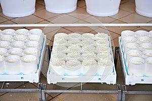 Molds with semifinished for production of soft cheese