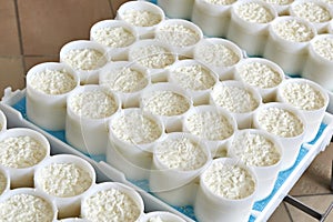 Molds with semifinished for production of soft cheese photo