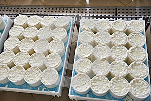 Molds with semifinished for production of soft cheese photo