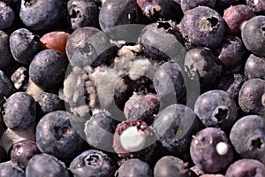 Moldy Bluberries with white spots