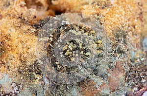 Moldy bread on white.