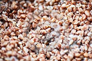 Moldy buckwheat, macro, close up