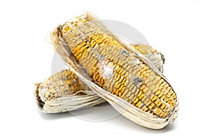 Moldy corn