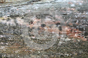 Moldy corn husk photo