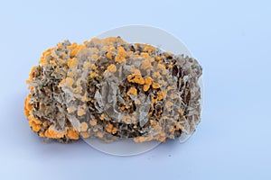moldy corn with orange spore on white background
