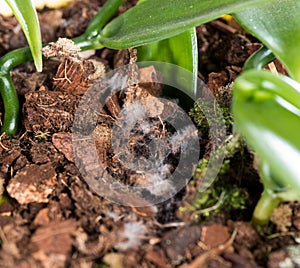 Moldy Flower Pot