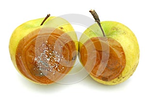 Moldy `Golden delicacy` apples photo