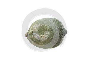 Moldy lemon isolated