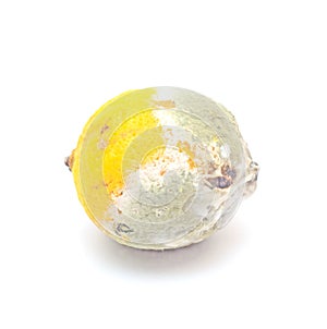 Moldy lemon isolated on white background.