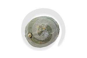 Moldy lemon isolated