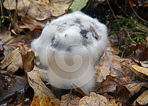 Moldy mushroom