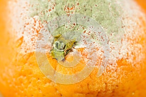 Moldy orange