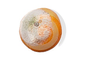 Moldy Orange