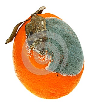 A moldy orange isolated on a white background