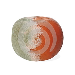 Moldy orange isolated on white background. Green mold on spoiled mandarin.