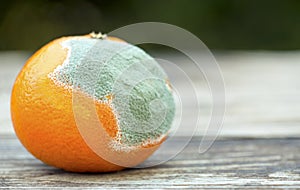 Moldy orange, mandarin on wooden background