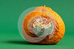 Moldy orange. Rottan moldy fruit. Mould, mildew covered foods. Concept of stop food waste day.