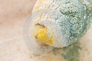 Moldy organic lemon on wooden background