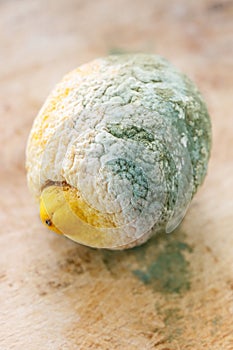 Moldy organic lemon on wooden background