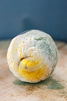 Moldy organic lemon on wooden background
