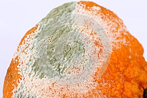 Moldy Rotten Orange