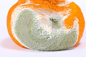 Moldy Rotten Orange