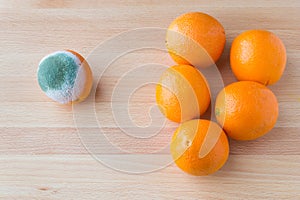 Moldy rotten orange fruit near group of fresh oranges.