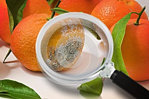A moldy and rotten orange on a white background - concept image seen through a magnifying glass