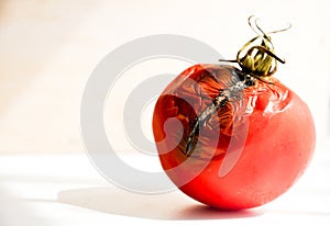 Schimmlig verfault tomate 