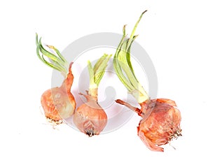 Moldy sprouting onions