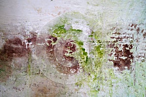 Moldy stone wall through damp walls structure photographed in daylight