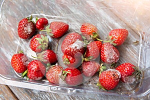 Moldy strawberries in the box. Rotten berries in summer. Bad conditions of preservation