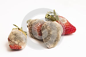 Moldy strawberry, close-up photo on a white background