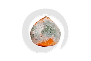 Moldy tangerine on white background