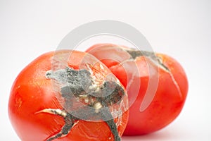 Moldy tomatoes