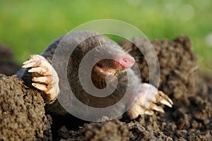 Mole photo