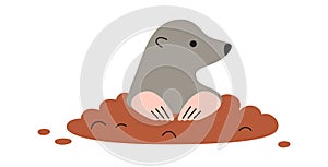 Mole Animal In Soil Ground