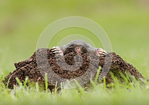 Mole photo