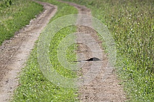 Mole burrow on a field road. Dump of earth near the burrow. Insectivore burrow