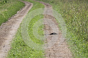 Mole burrow on a field road. Dump of earth near the burrow. Insectivore burrow photo