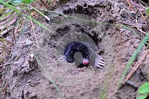 Mole crawling out of molehill above ground, showing strong front feet used for digging runs underground.
